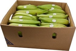 Plantain Gröna