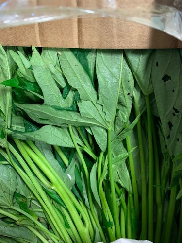 Sweet potato leaves