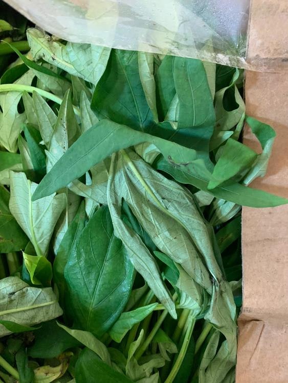 Sweet potato leaves