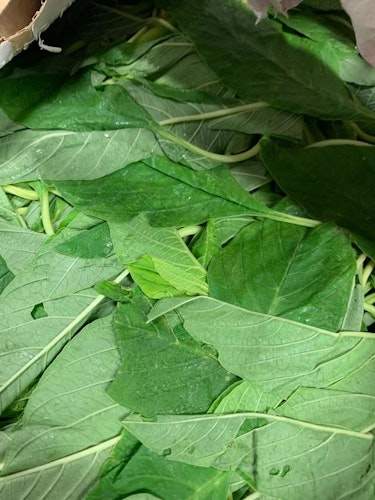 Fresh Tete Green ‘Biteku-teku’ leaves