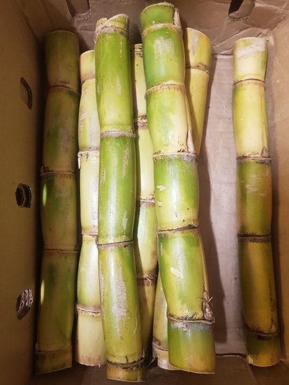 Sugar cane