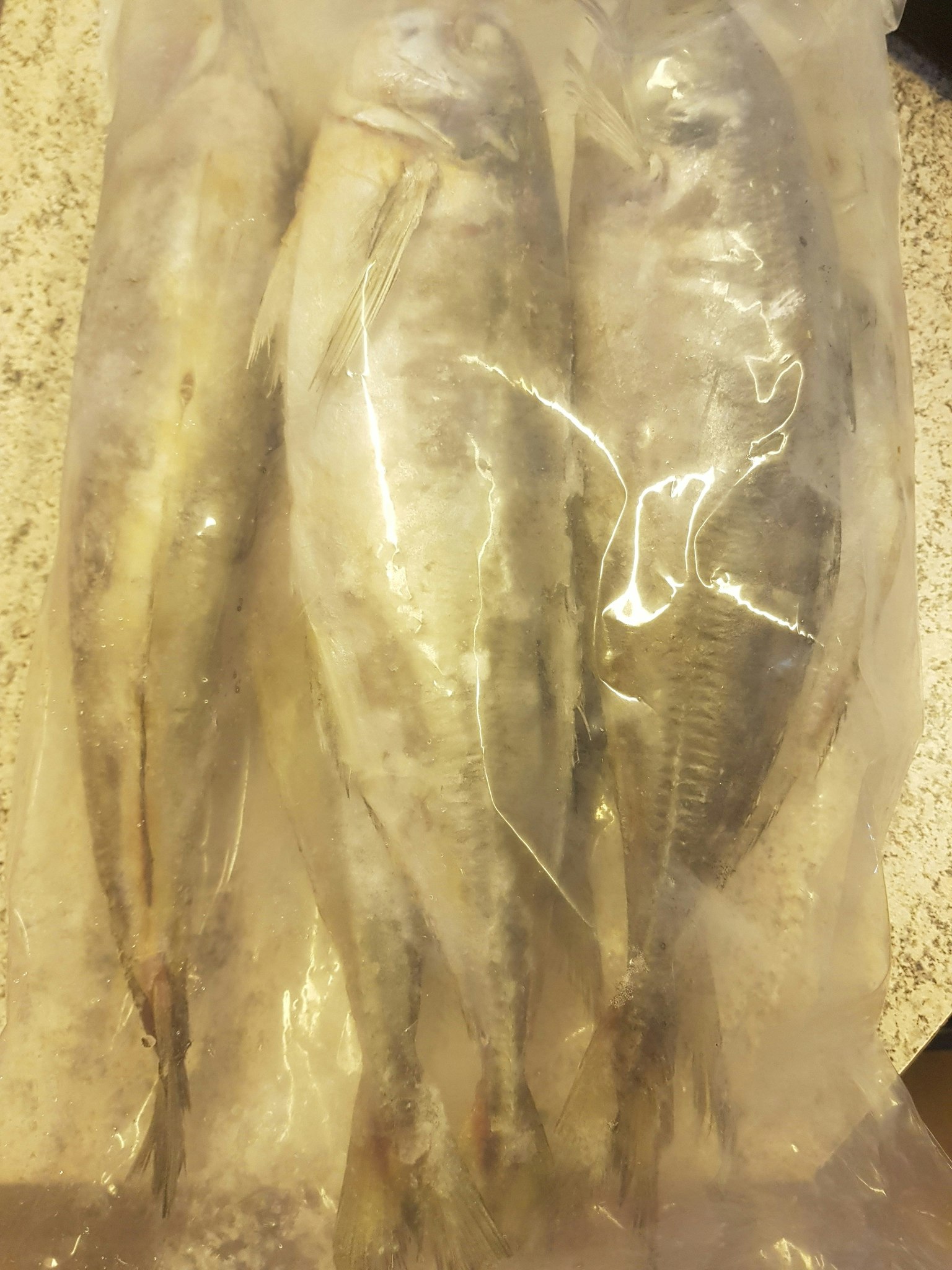 Horsemackerel