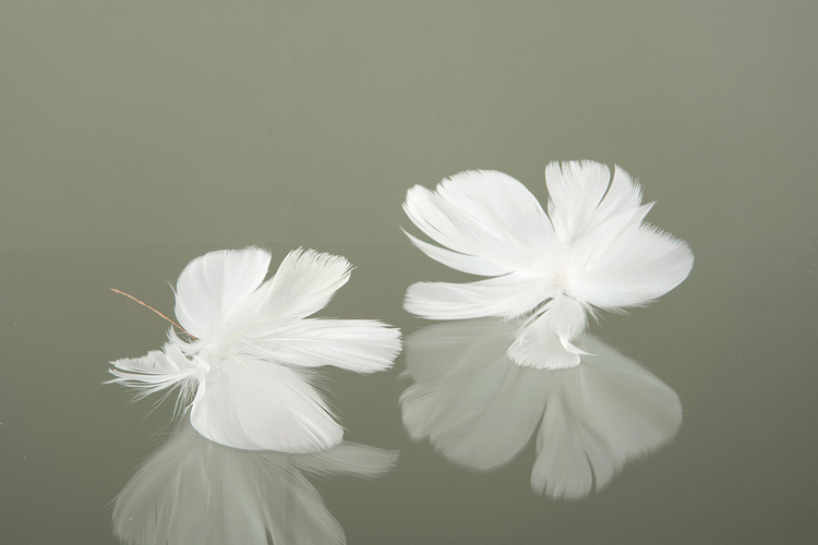 Blomfjärdrar vit