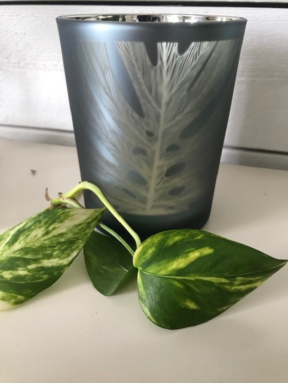 Lykta Monstera 2 storlekar + paketpris