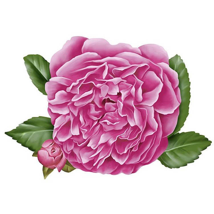 Serum Lift 2-Phase Eko Rose, 30 ml