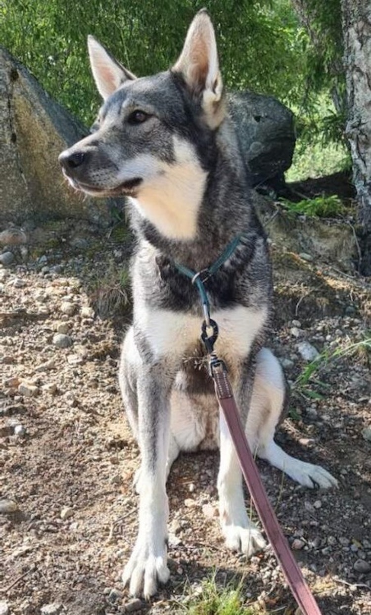 Mi Fido Delicate Hygenic Shampoo för djur