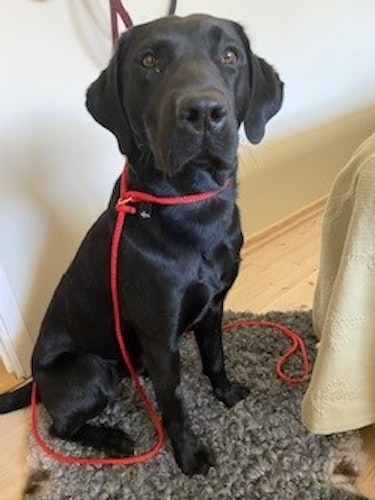 Retreiver Pompe hundkoppel