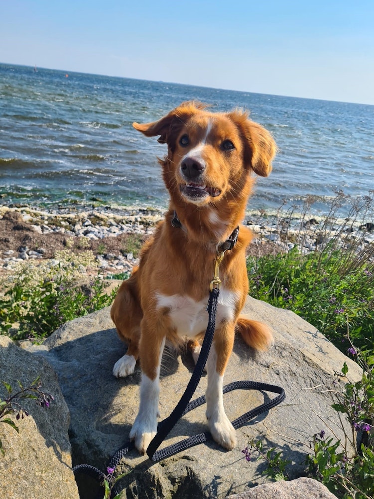 Lajka hundkoppel med pistolhake i mässing