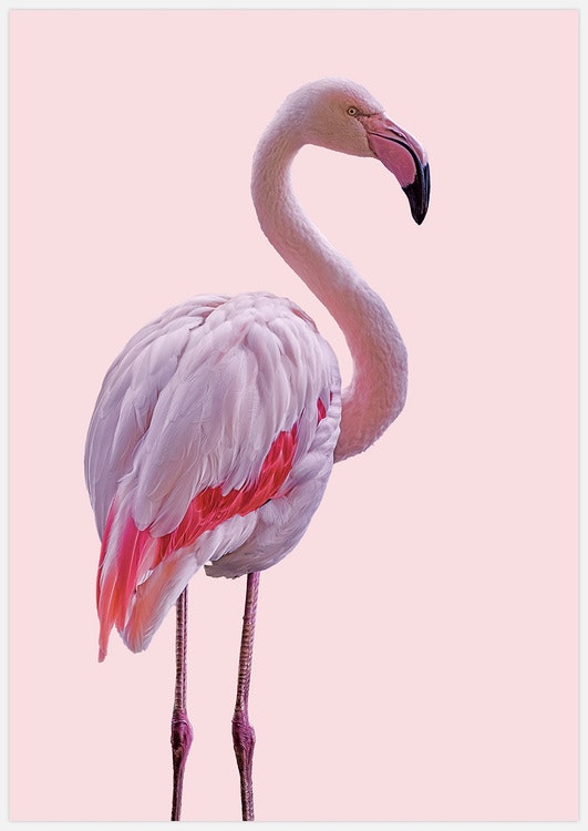 Flamingo 2 Art Print