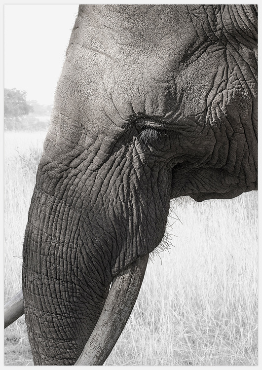 Elephant – Fine Art Print