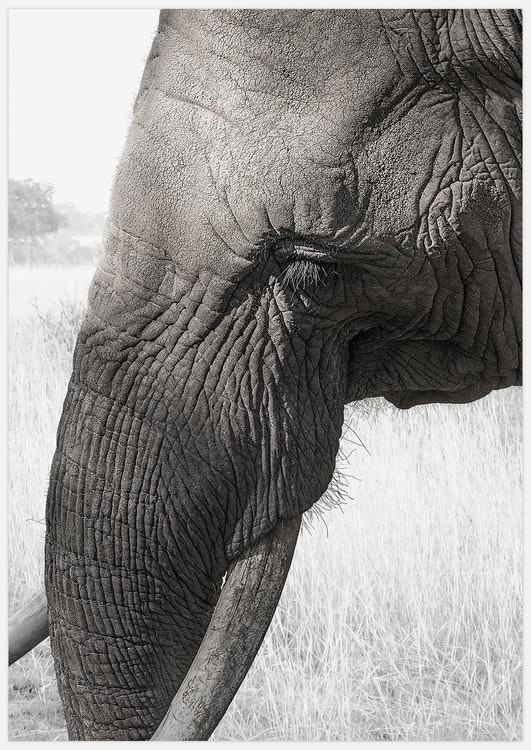 Elephant Art Print