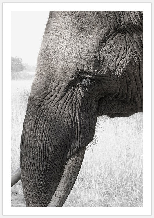Elefanttavla, Art Print Elephant foto Insplendor Art Studio i Sverige.