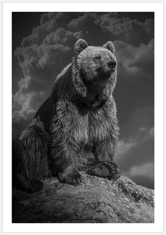 Bear – Fine Art Print