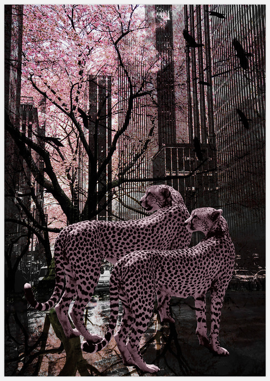Pink Gepards – Fine Art Print