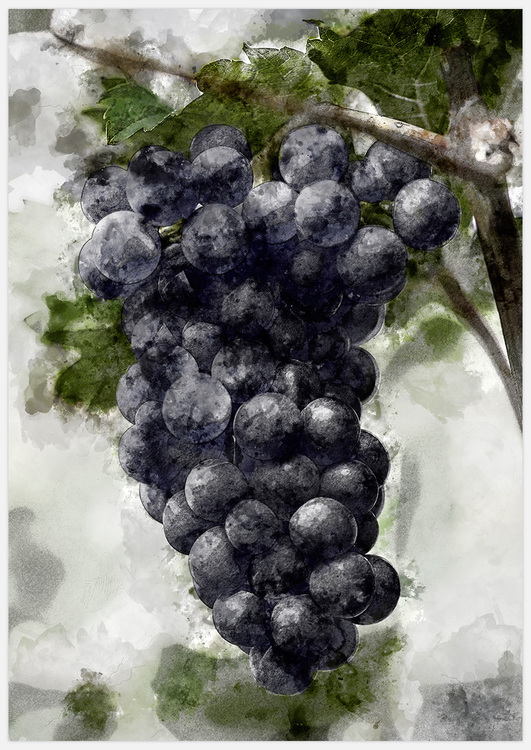 Concord Grapes – Fine Art Print