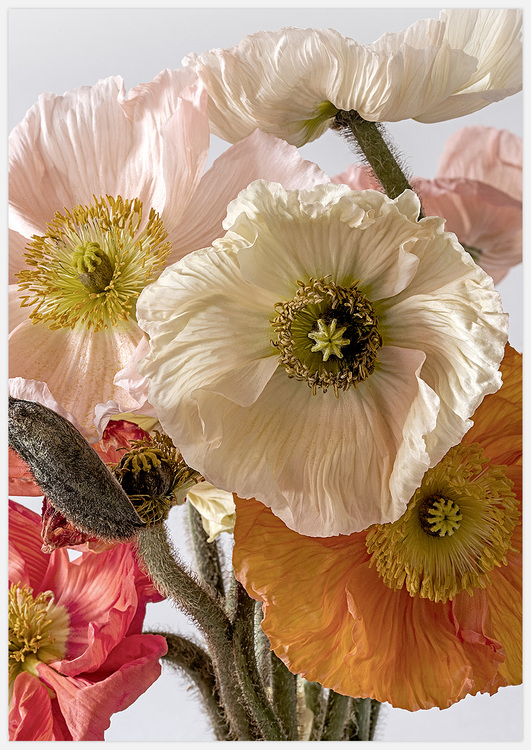 Light-coloured Poppies 3 – Fine Art Print