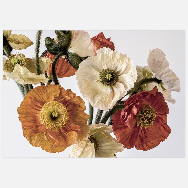 Light-coloured Poppies Art Print