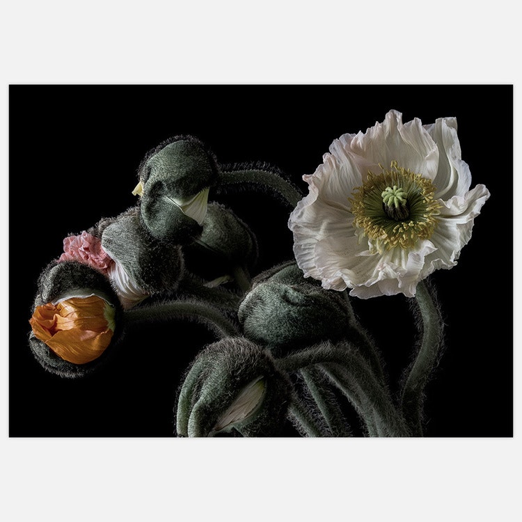 Poppy Bouquet 2 – Fine Art Print