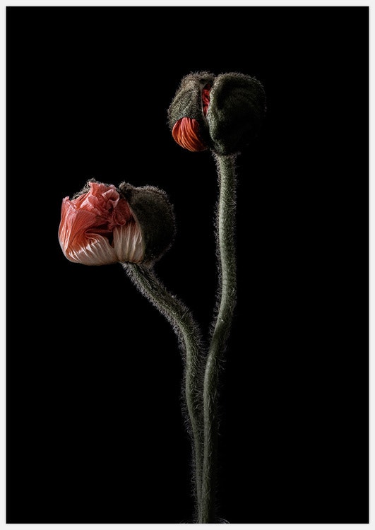 Poppy Buds Art Print