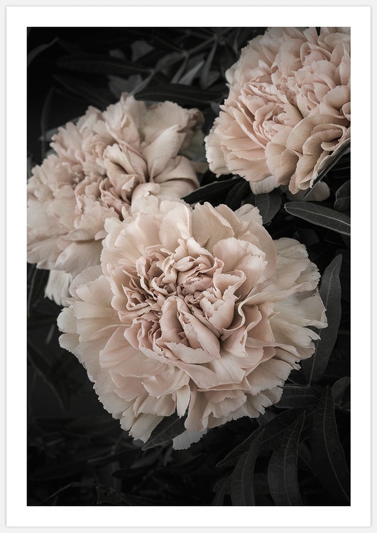 Champagne colored Carnation Art Print