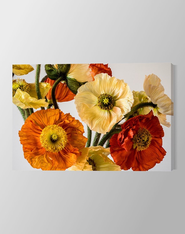 Colourful Poppies Canvas