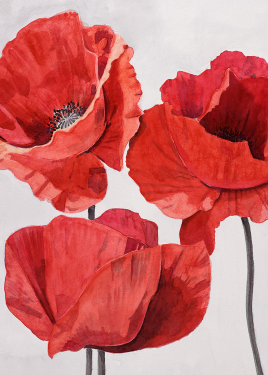 Painted Poppy 2 Canvas