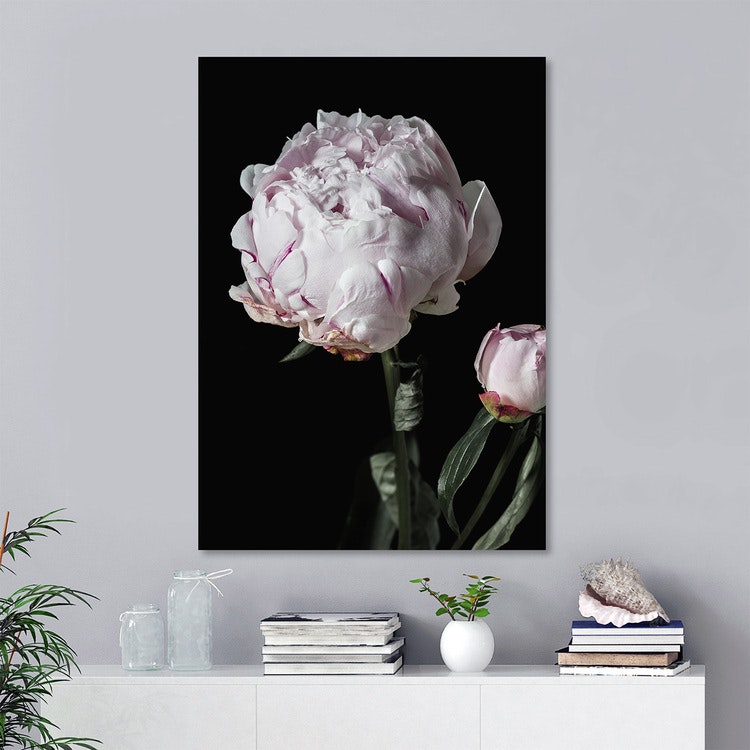 Peony Bud Canvas