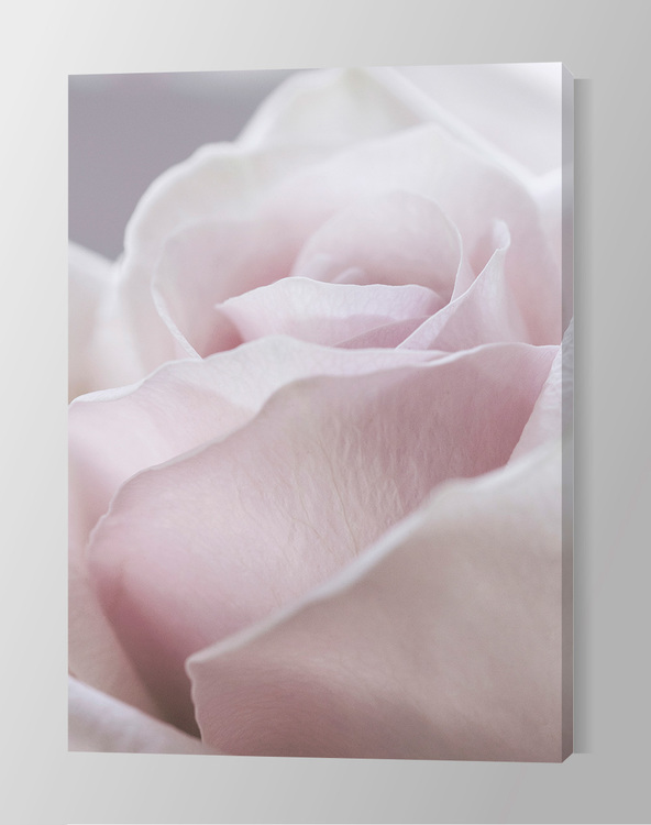 Gorgeous Rose Canvas