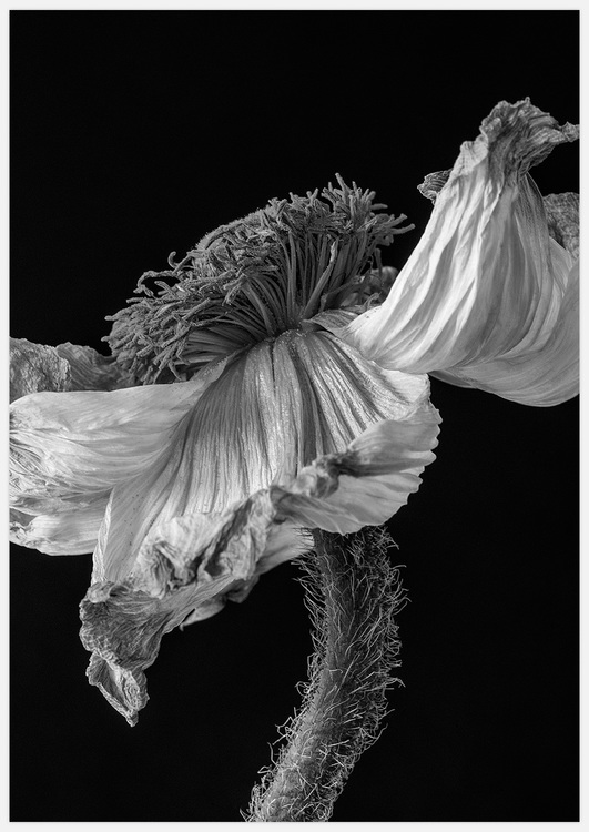 Tavla med svartvit vallmo, Poppy Profile Art Print. Foto Insplendor art studio i Sverige