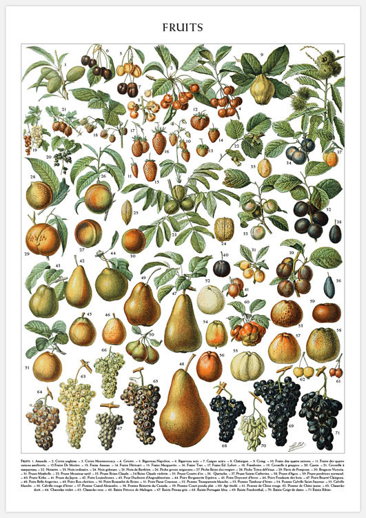 Vintage Fruit Chart – Fine Art Print