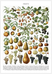 Vintage Fruit Chart – Fine Art Print