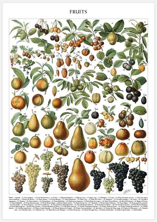 Vintage Fruit Chart – Fine Art Print