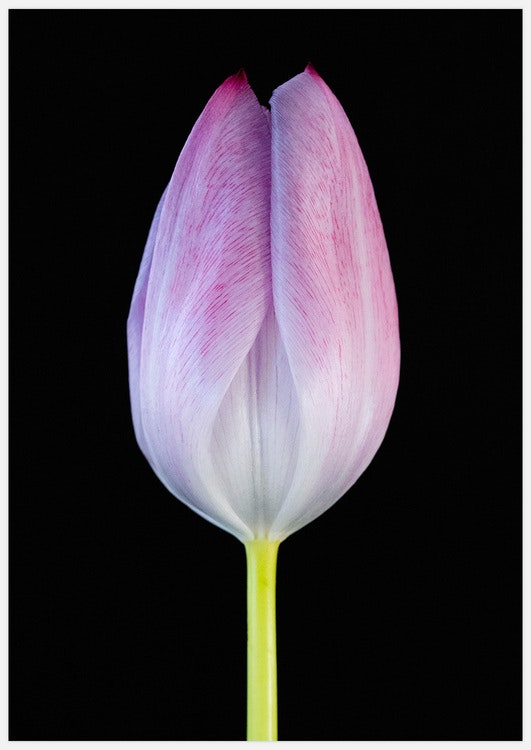 Tulip on Black Art Print