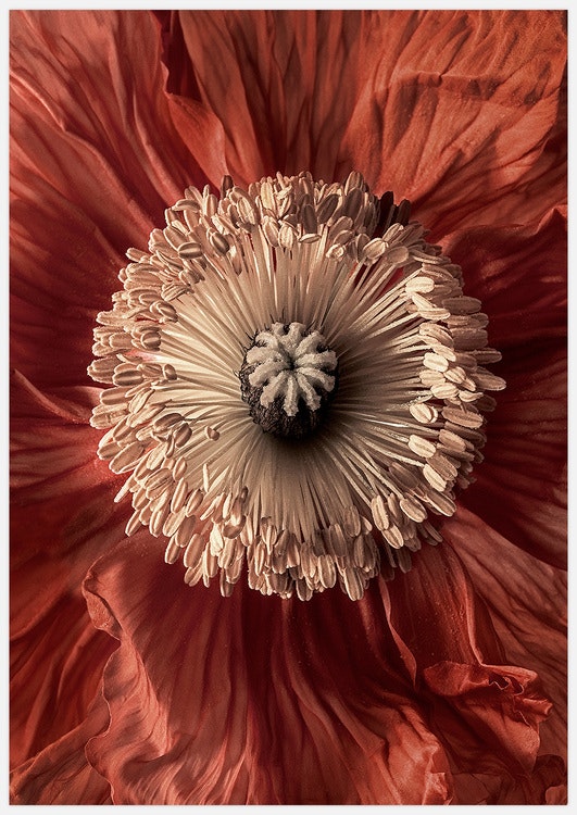 Tavla röd blomma Art Print Red Flower foto Insplendor Art Studio i Sverige.