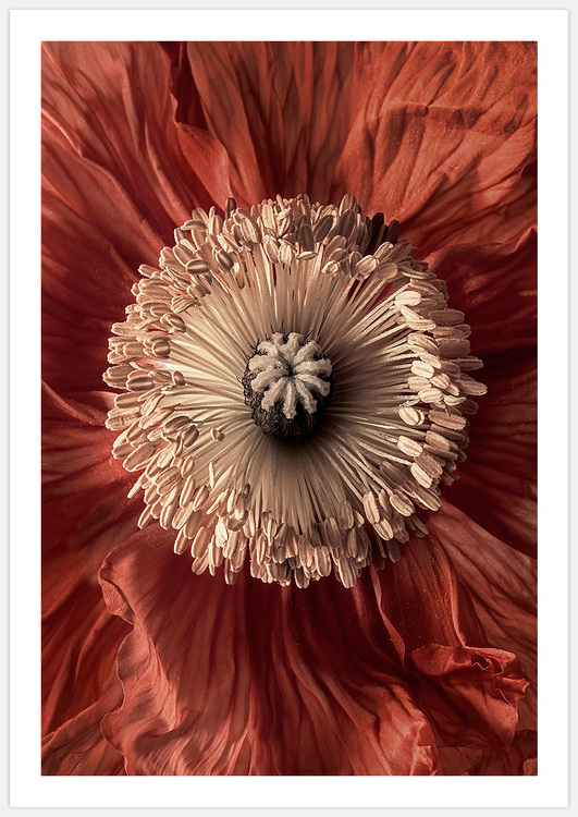 Tavla röd blomma Art Print Red Flower foto Insplendor Art Studio i Sverige.