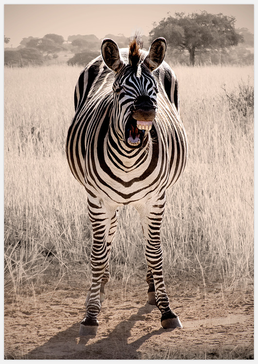 Tavla skrattande zebra av Insplendor Art Studio.