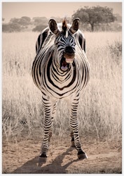 Zebra Laugh Art Print