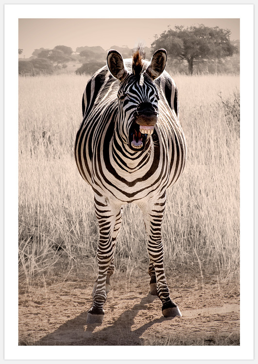 Tavla skrattande zebra av Insplendor Art Studio.