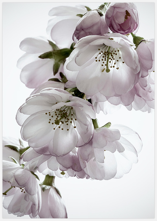 Cherry Blossom – Fine Art Print