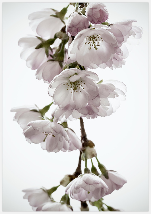 Tavelvägg Cherry Blossom inspiration – Fine Art Print