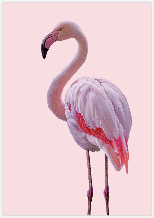 Pink Flamingo 2 flip – Fine Art Print