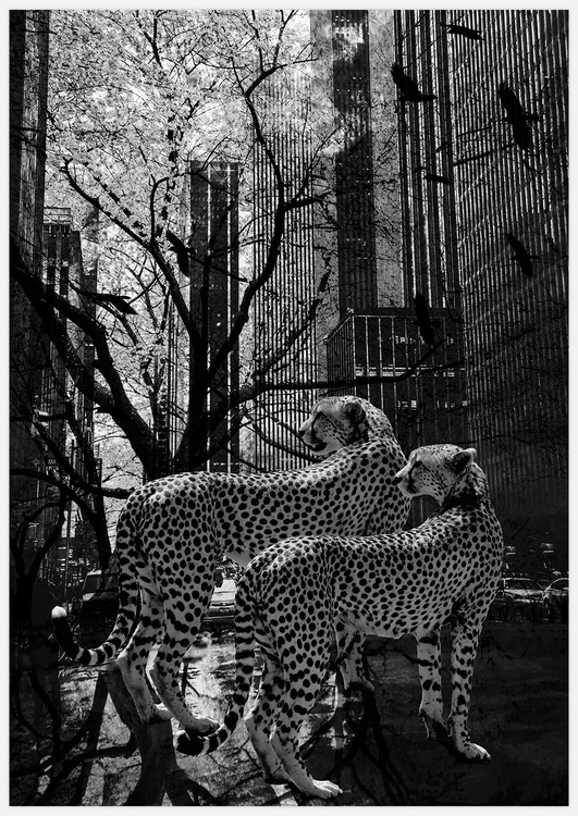 Leoparder i svartvitt