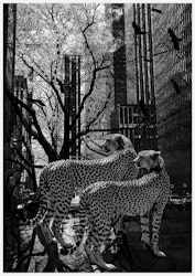 Cheetah black & white Art Print