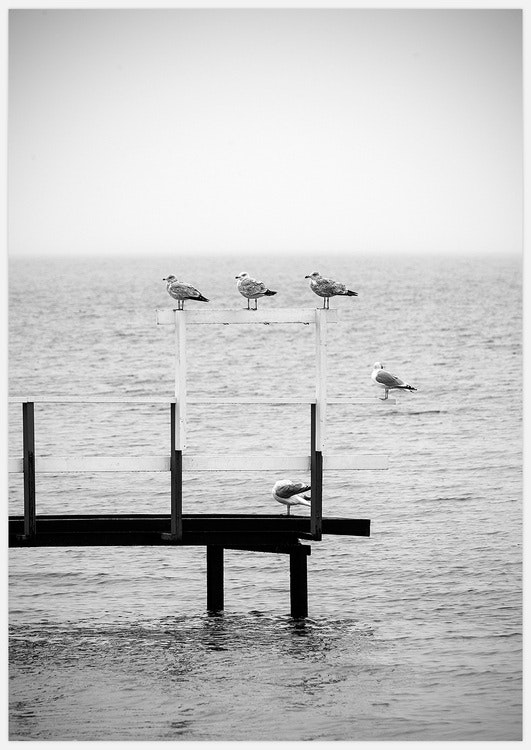 Bathing dock Art Print