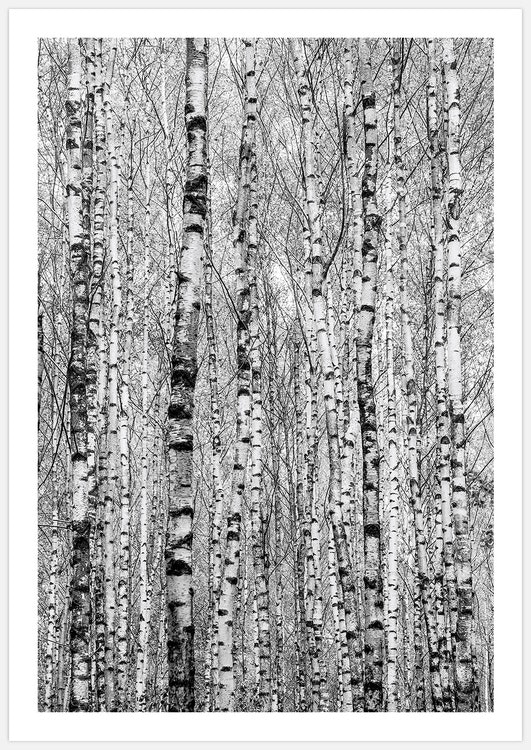 Birch Trunks Art Print