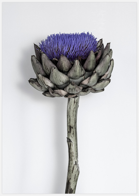 Purple Artichoke – Fine Art Print