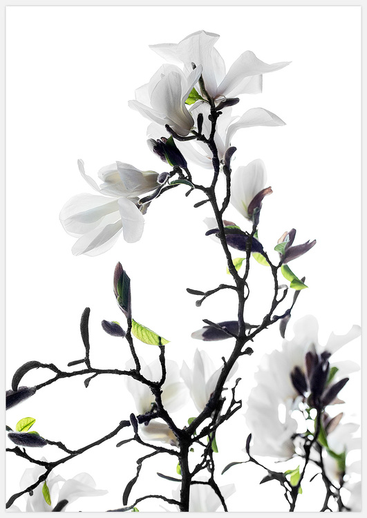White Magnolia – Fine Art Print