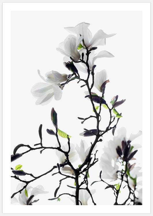 White Magnolia – Fine Art Print