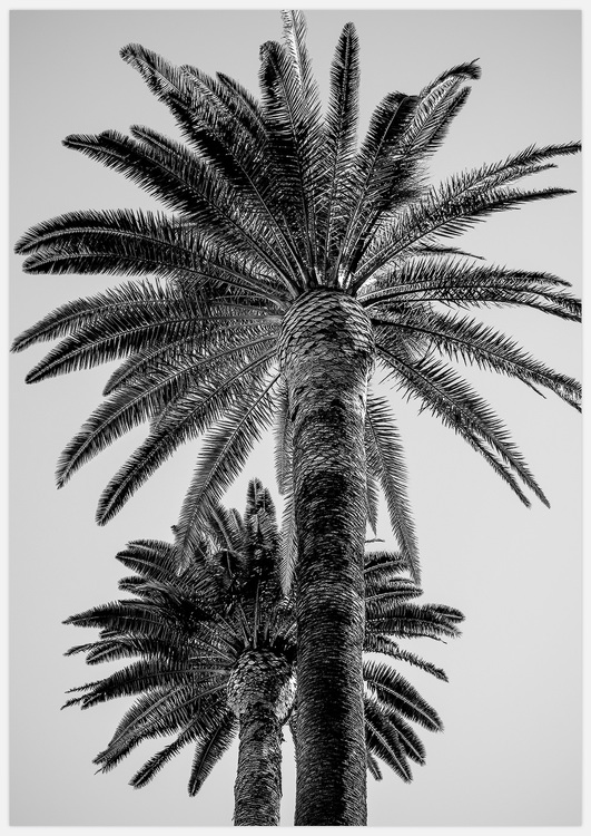 Palm Trees black & white – Fine Art Print