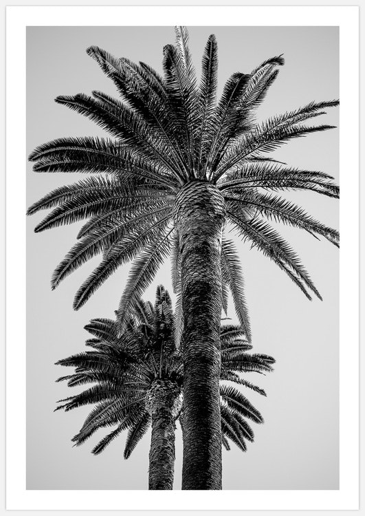 Palm Trees black & white Art Print